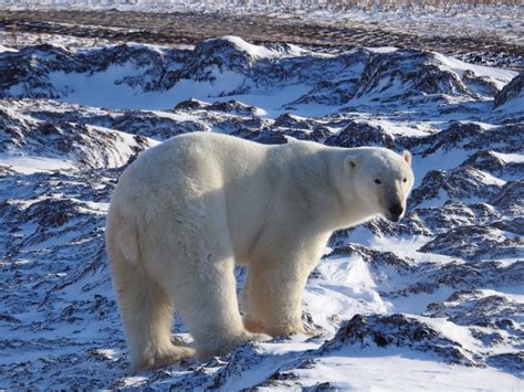 Churchill Churchill Polar Bear