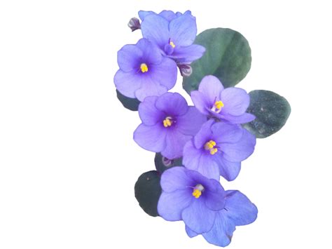 Violet Flower Png Picture Png All Png All