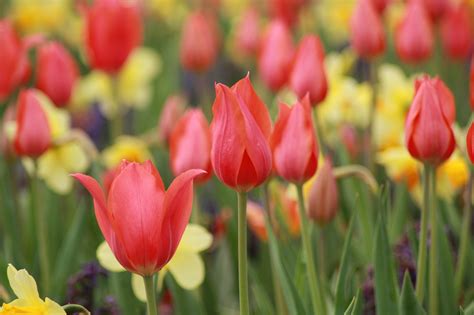 Blumen Tulpen Natur Kostenloses Foto Auf Pixabay Pixabay