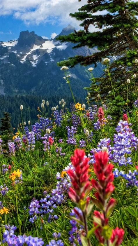 Mountain Flowers Phone Wallpapers Wallpaper Cave