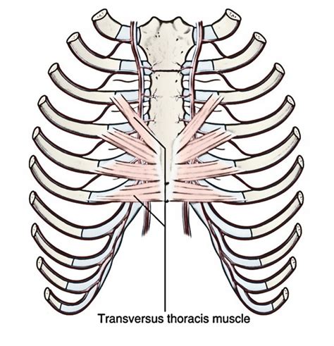 Transversus Thoracis Muscles Earths Lab