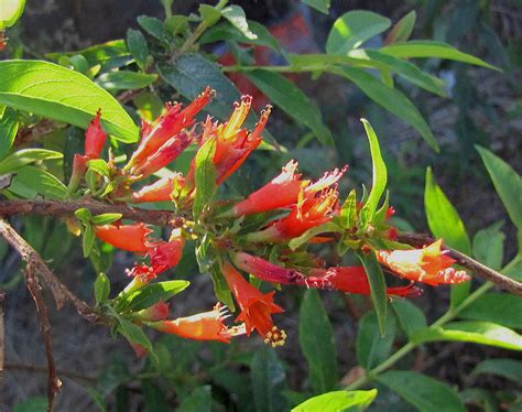 Fire Flame Bush Facts And Health Benefits