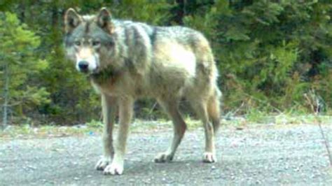 Wandering Or7 Wolf Believed Dead In Southern Oregon