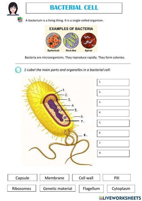 Bacterial Cell Worksheet Live Worksheets