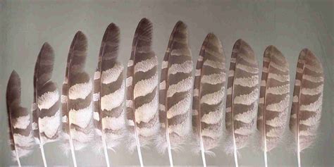 Hawk And Owl Education Page Hand Painted Hawk Feathers