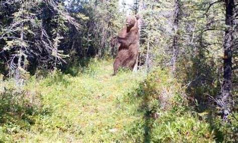 Huge Grizzly Bear Springs Into Action After Scent Marking Tree