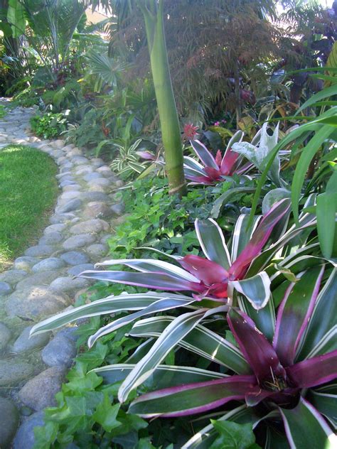 Bromeliads In Landscaping Tropical Garden Design Tropical Backyard
