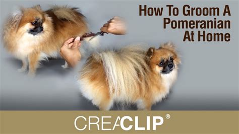 How To Groom A Pomeranian At Home Makes Grooming Your Dog Easy Youtube