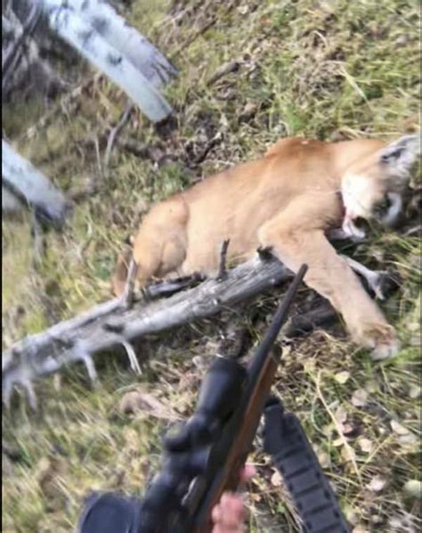 Gun Watch Co Self Defense Against Mountain Lion At 16 Feet