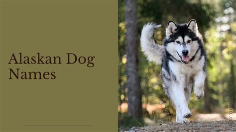Alaskan Dog Names 180 Unique Alaskan Dog Name Ideas And Suggestions For