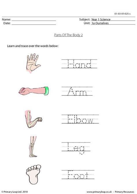 Parts Of The Body 2 Worksheets Samples