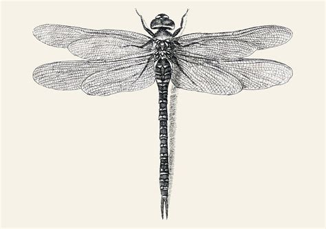 Dragonfly Sketch By Ray 6volt Redbubble