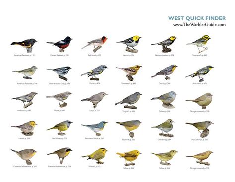 Western Warblers Quick Finder From The Warbler Guide Downloads In Pdf
