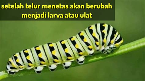 ﻿ posted by abuafwan at thursday, march 10, 2011. Proses metamorfosis kupu - kupu - YouTube