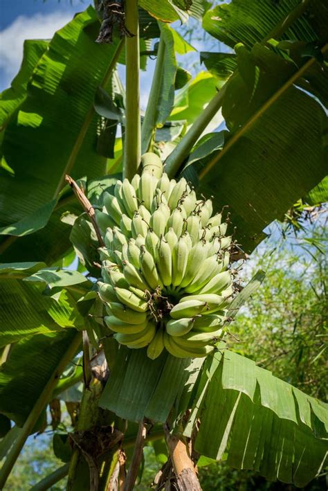 Bunch Of Bananas Grow On Trees In Organic Farming Gardens Stock Image
