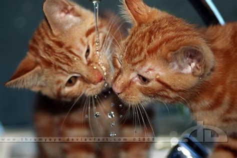 Sharing A Drop By Thrumyeye On Deviantart Kittens Cats Kittens Cutest