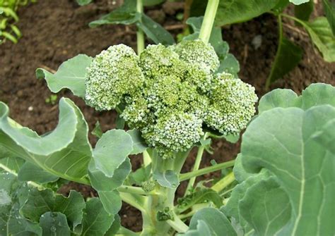 Brokkoli Im Garten Anbauen Anpflanzen Ernten Und Lagern