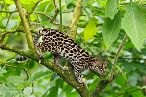 Margay Leopardus Wiedii By Juan Carlos Vindas On 500px Cute Animals