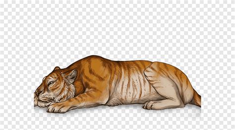 Golden Tiger Lion Tigon Cat Tiger Mammal Animals Png Pngegg
