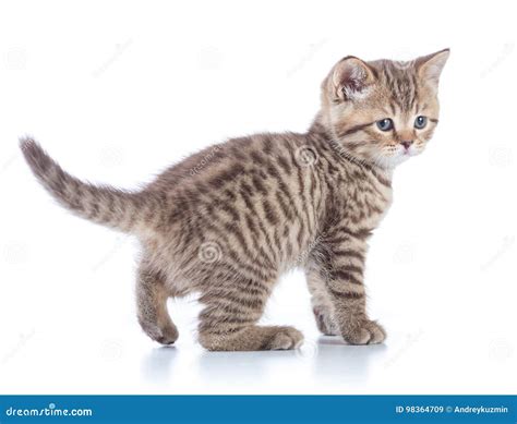 Young Tabby Cat Side View Walking Kitten Isolated Stock Image Image