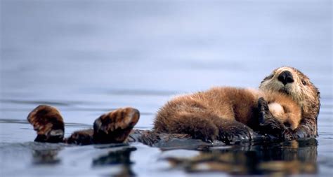 A Female Sea Otter Floats With A Newborn Pup Resting On Her Chest In