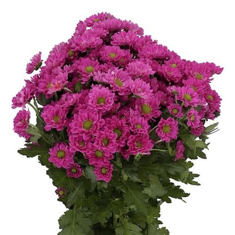 CHRYSANT SAN PITAJA 55cm Wholesale Dutch Flowers Florist Supplies UK