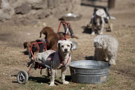Refugio Para Perros Sin Hogar Con Discapacidades Animalista