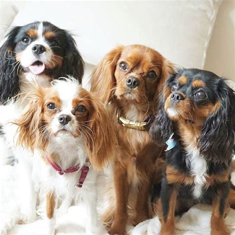 8 Facts Every Cavalier King Charles Lover Needs To Know Cavlife