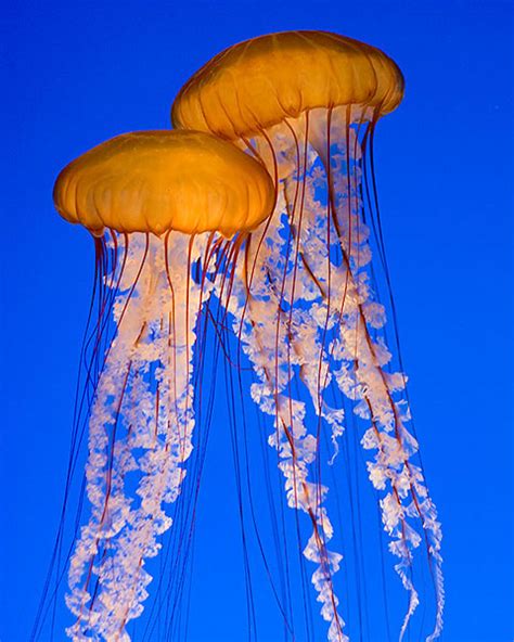 Animals Of The World Pacific Sea Nettles