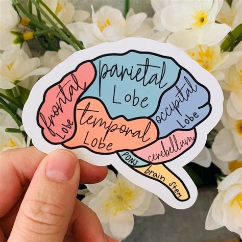 Brain Sticker Neuroscience Psychology Brain Anatomy Etsy