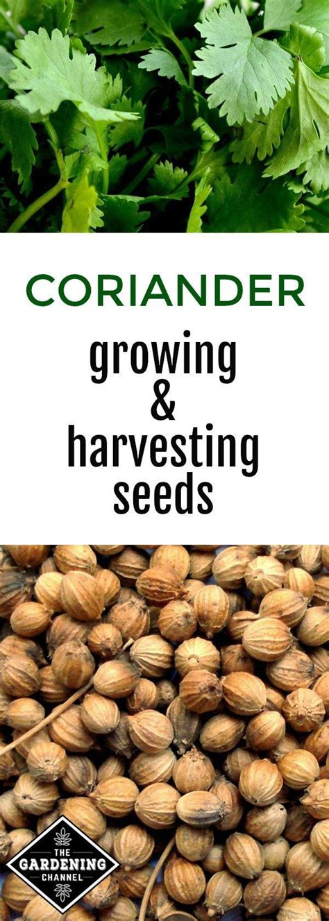 Growing Coriander Growing Cilantro Coriander Seeds How To Grow