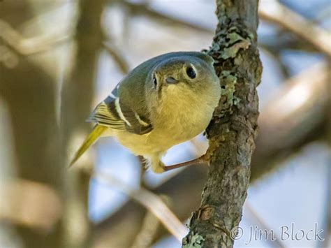 Index Of Wp Contentgalleryfemale Ruby Crowned Kinglet