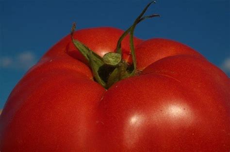 Growing A Great Nj Tomato Your Questions Answered By Our Gardening