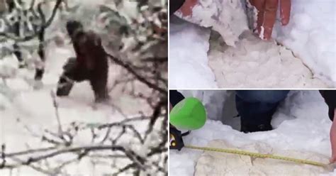 Is This Proof Of Bigfoot New Yeti Video Shows Giant Hairy Beast