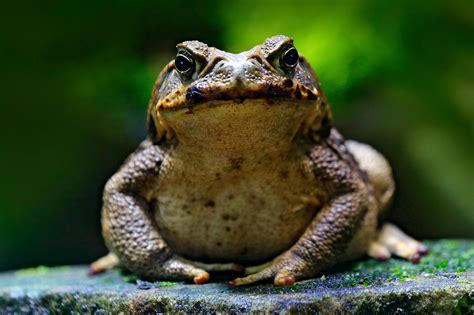 The Pervasive Dangers Of Toad Licking Banyan Philadelphia
