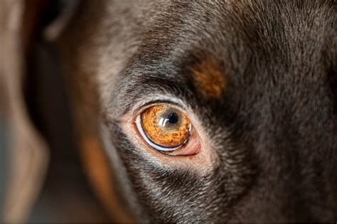 Theres Something In My Dogs Eye Vet Approved Step By Step Guide