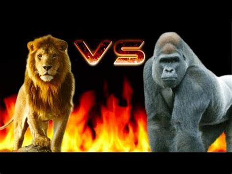 Maybe you would like to learn more about one of these? Lion VS Gorilla - YouTube