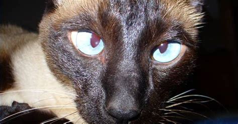 Estrabismo E Astigmatismo Em Gatos Estrabismo é Outro Nome Para Olhos