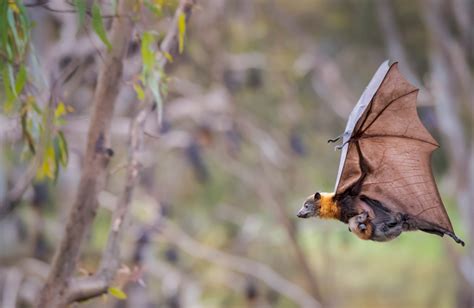 Bat Conservation And Rescue Qld Inc Non Profit Organisation Dedicated