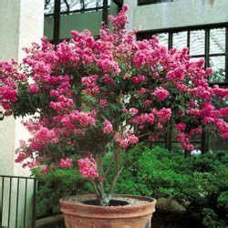 White crepe myrtle 'natchez' a small upright rounded tree with masses of dark paper like white flowers with golden anthers produced in large panicles on the tips of current buy crepe myrtle plants online australia from online plants melbourne. Dwarf Crepe Myrtle In Pots Australia - The Home Garden