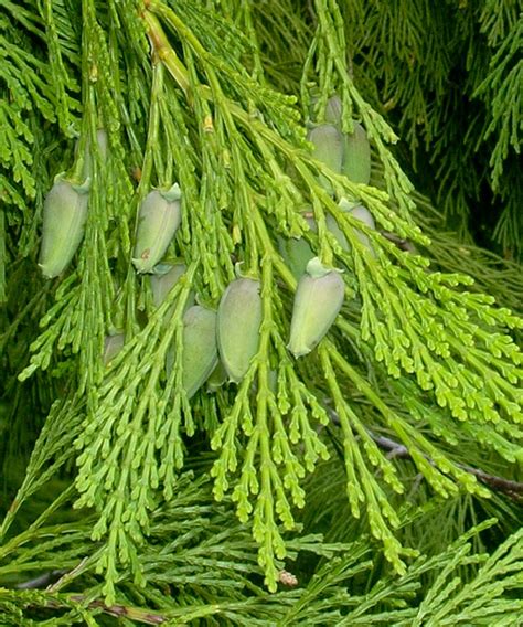 Calocedrus Decurrens Incense Cedar Description