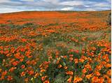 Wildflower hikes in southern california. Where to see the best wildflower shows around Los Angeles ...