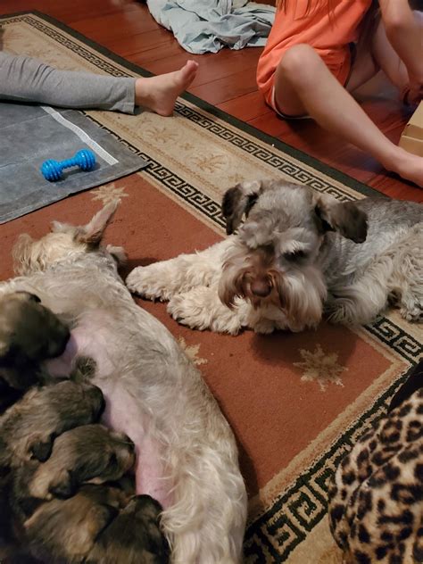 Available for purchase oklahoma is a 1979 independent 16mm film by james benning, an instructor at the california institute of the arts. Miniature Schnauzer Puppies For Sale | Brunswick, GA #320794