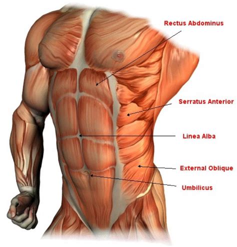 Most skeletal muscles have names that describe some feature of the muscle. Bruce Lee Abs | Abdominal muscles anatomy, Muscle anatomy ...