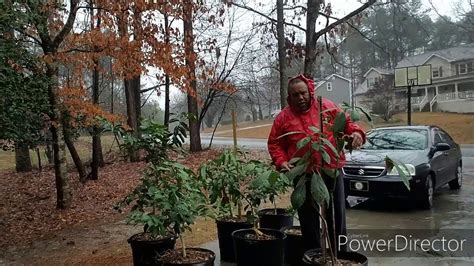 Moving Citrus Trees And Tropical Trees Out In The Rain And Seedlings