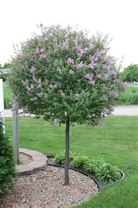 Exceptional Small Landscaping Trees 8 Dwarf Korean Lilac