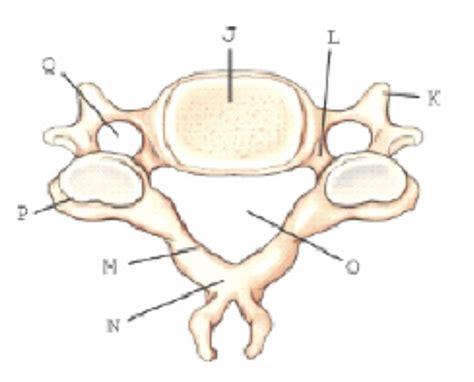 Cervical Vertebrae Diagram Quizlet