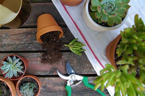 How To Plant Succulent Cuttings Succulent Cuttings Easy Plants To Grow Plants