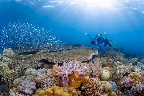 7 Reasons Wakatobi Resort Is A Scuba Divers Favourite Dive Magazine