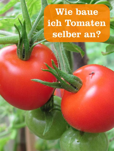 Tomaten Im Eigenen Garten Gartenbobde Der Garten Ratgeber